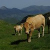 Vaches dans le Val d'Azun