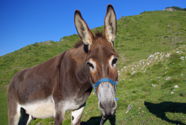 Les ânes dans les Pyrénées : une reconversion réussie