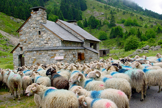 Brebis devant la bergerie dans le Val d'Azun
