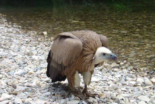 Rencontre « bec à nez » avec un vautour dans les Pyrénées