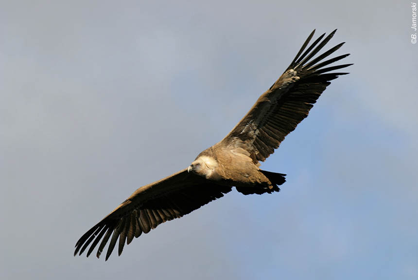 Les vautours des Pyrénées